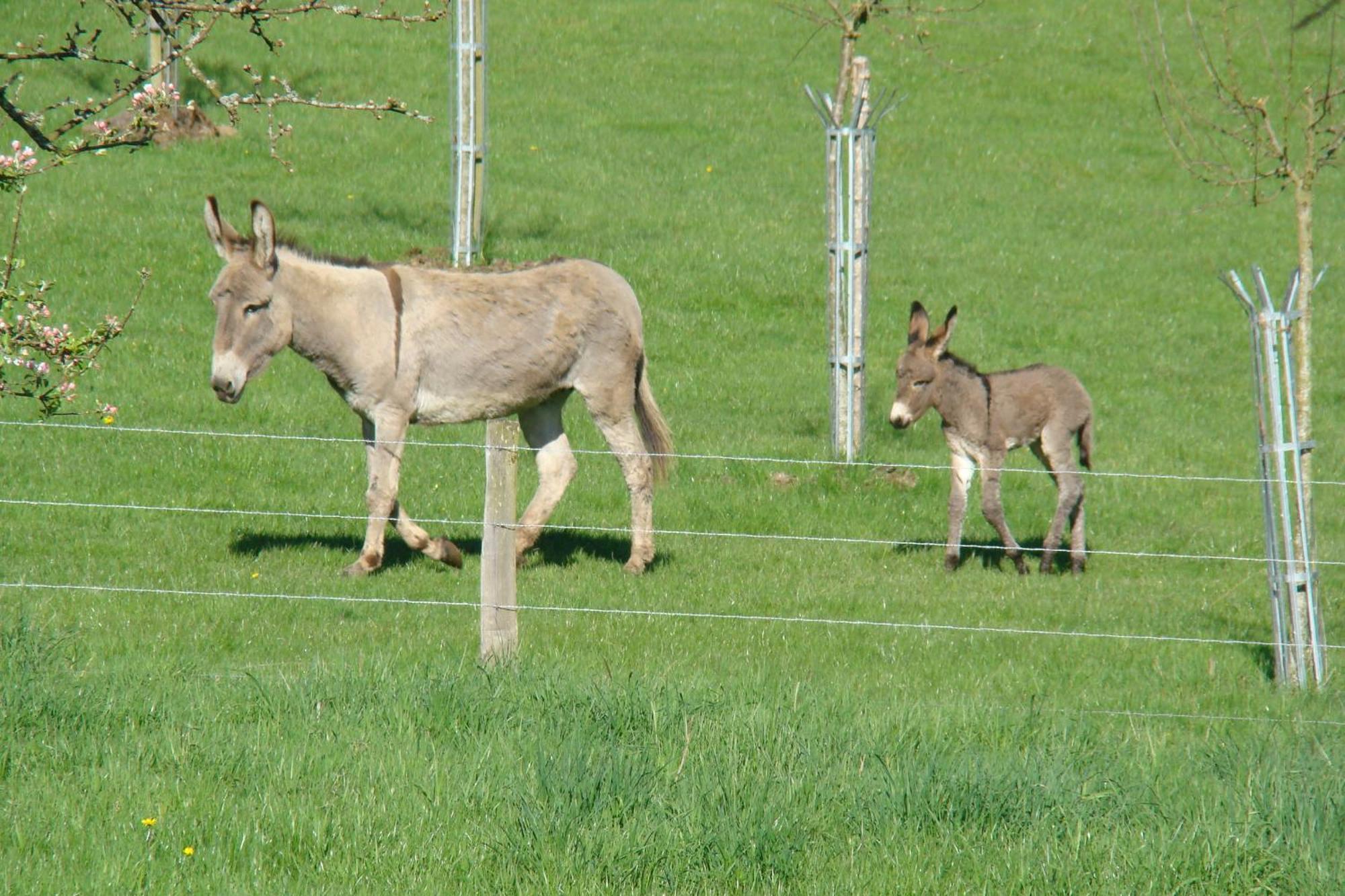 Gite De La Cour Campandré-Valcongrain Buitenkant foto